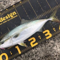 やっぱり青物はおもしろい