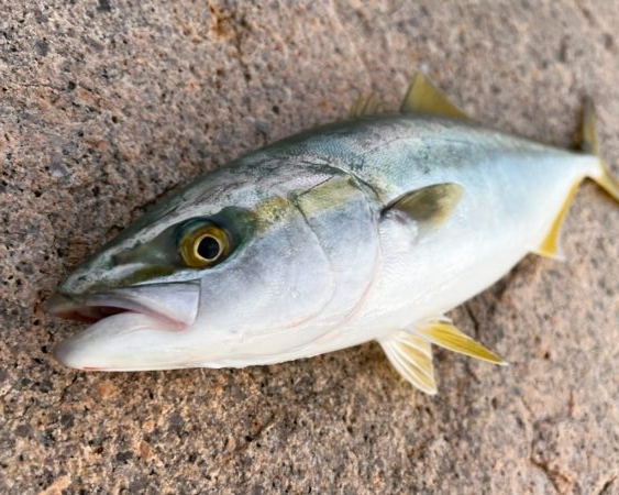 ウキ沈みまくり