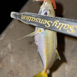 オンスタックルアジつくしSTモニター