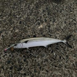 青物回ってきてました