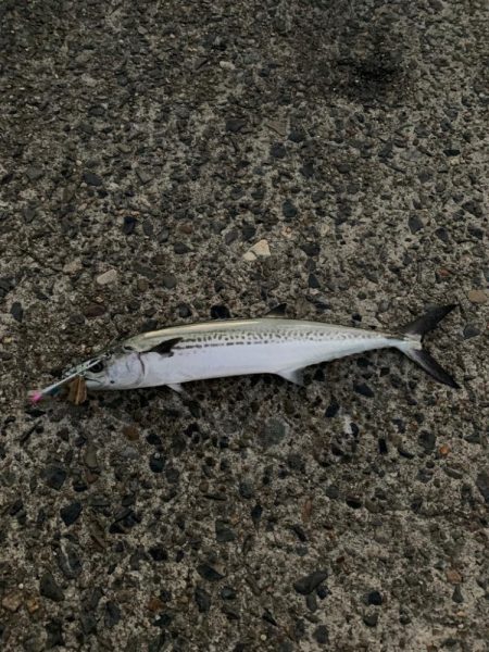 青物回ってきてました