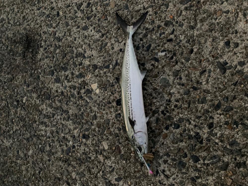 青物回ってきてました