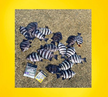 季節の流れの中でサンバソウ