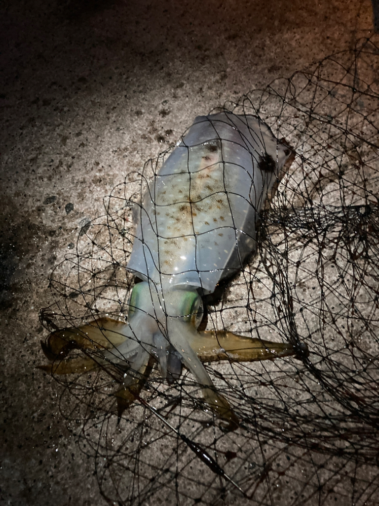 ヤエン2回目で初!