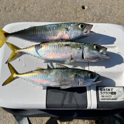 サバはサイズアップ