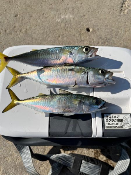 サバはサイズアップ