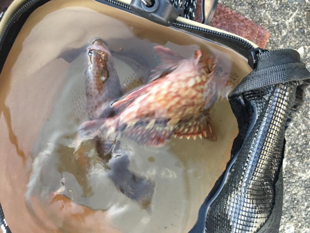 根魚が沢山