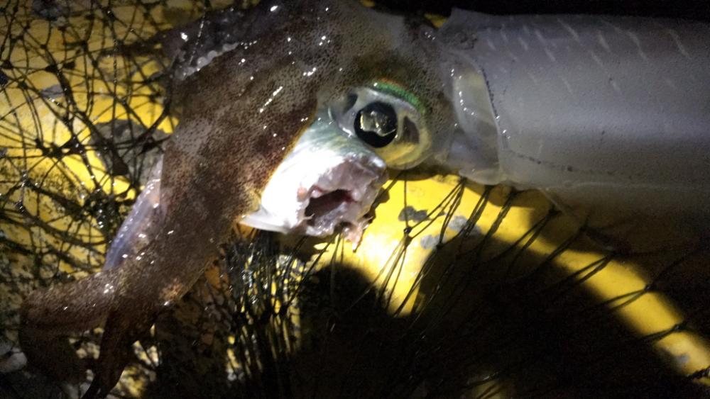 アオリは楽しいね!