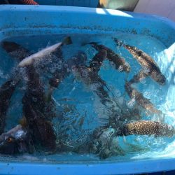 ショウサイフグ