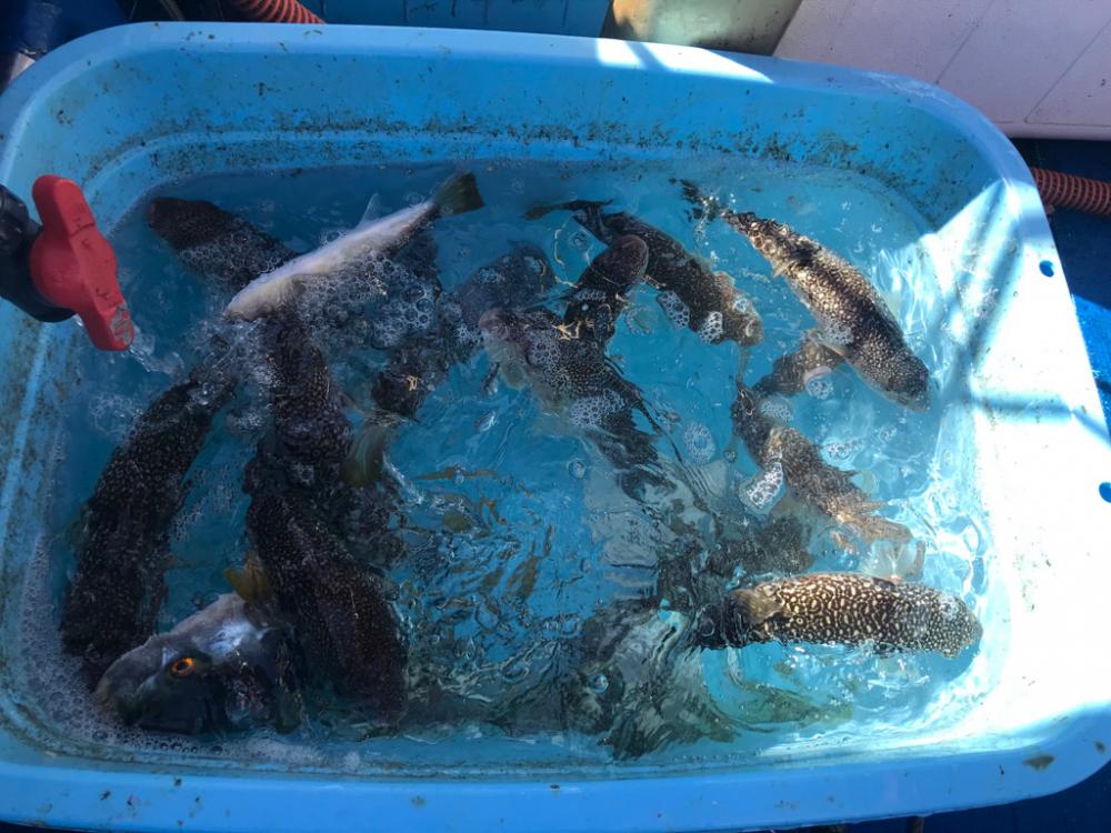 ショウサイフグ