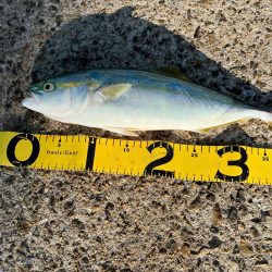 のませがいい。