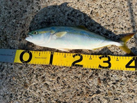 のませがいい。