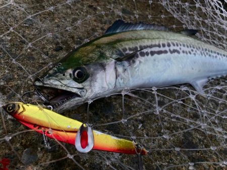 マキマキバイブでサゴシリベンジにゃ！