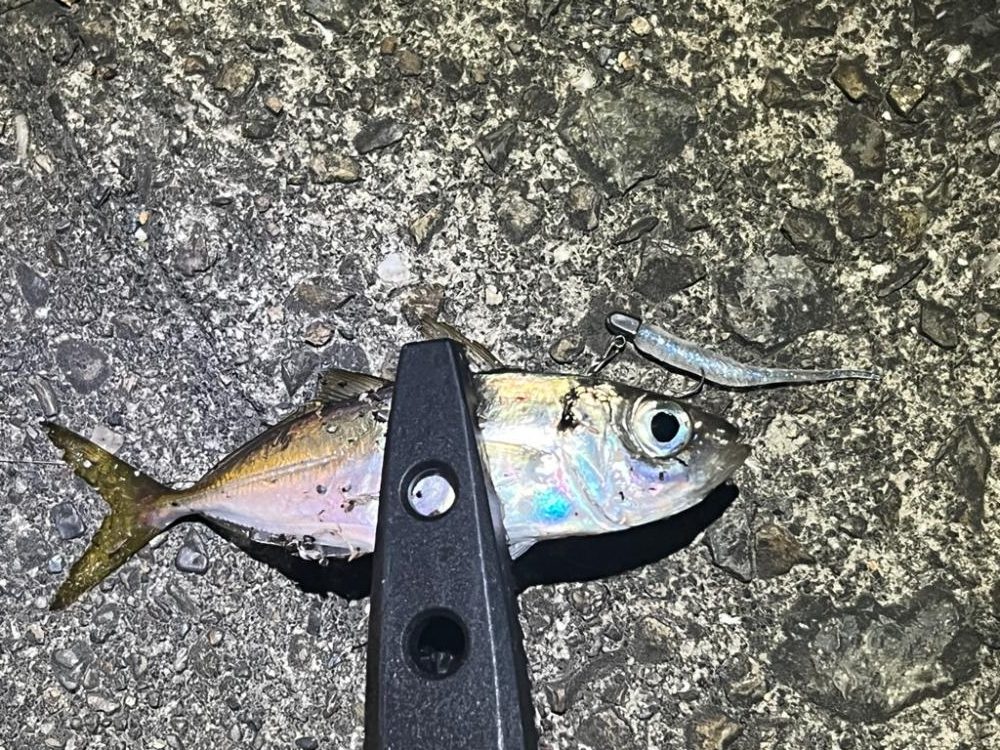 またまたアジング