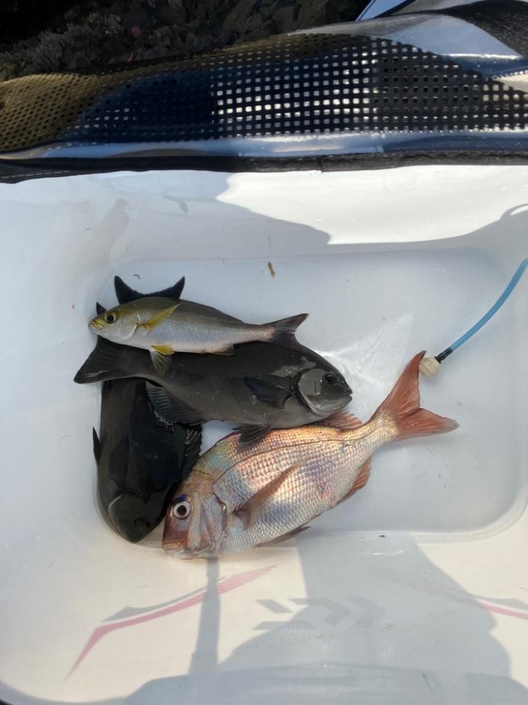 秋磯でフカセ釣り