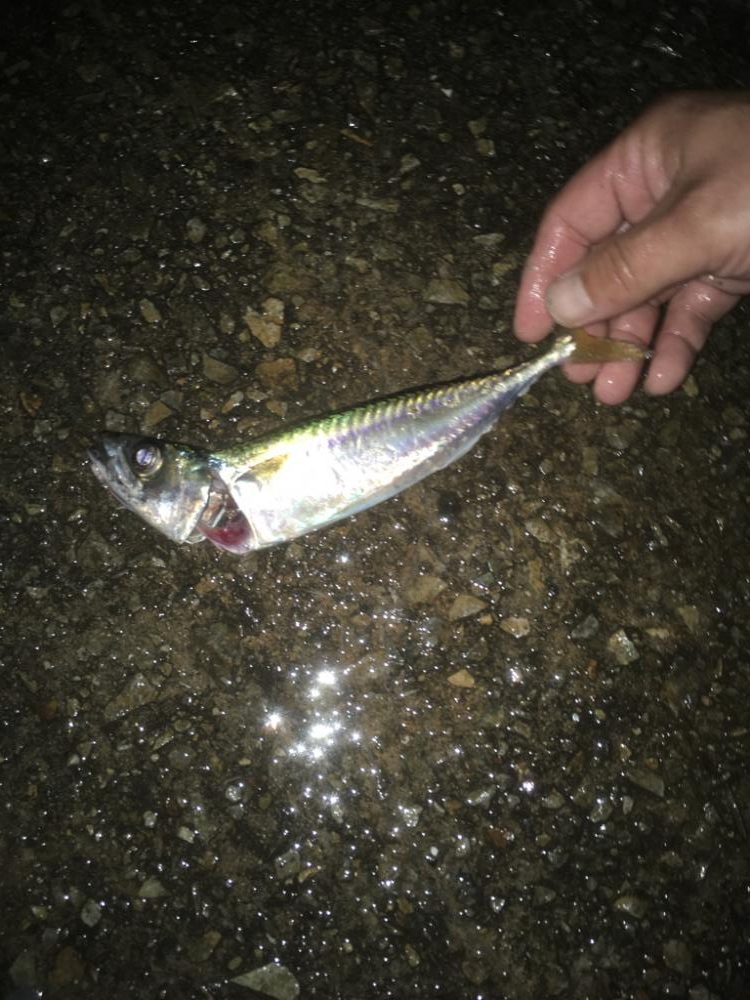 満潮前の短時間釣行