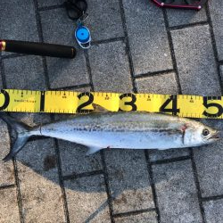 お久しぶりです。