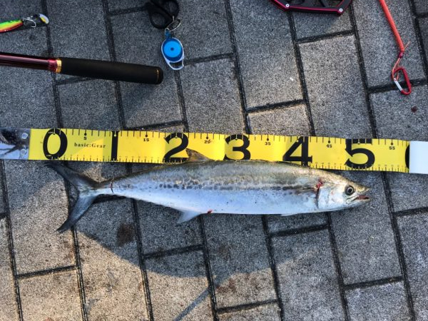 お久しぶりです。