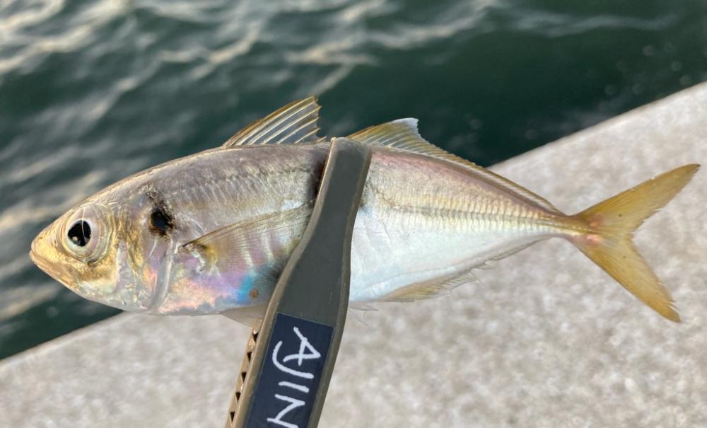 中アジはまだかいな〜!