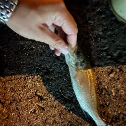 三重県、小物5目