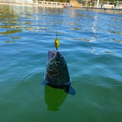 エリアトラウト楽し過ぎ