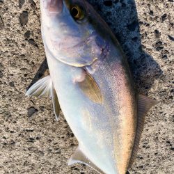 悲しい出来事とネイゴ？ヒラマサ？