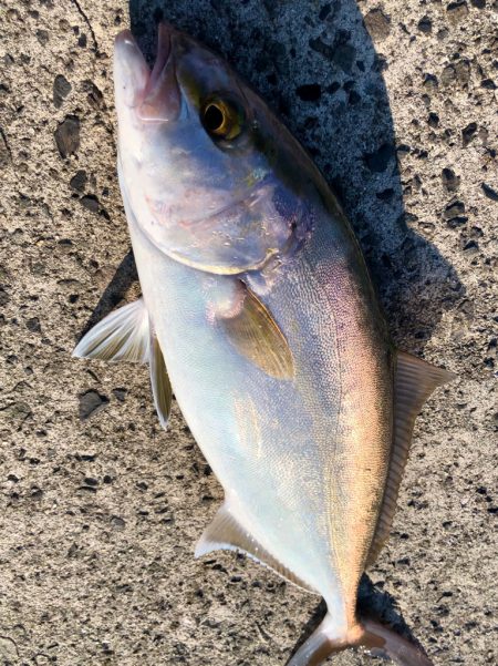 悲しい出来事とネイゴ？ヒラマサ？