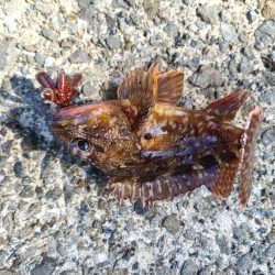 いまいちでした