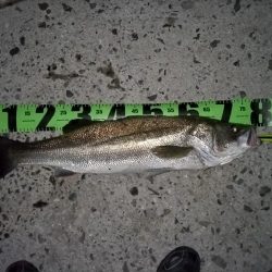 ランカーに1cm足りず…