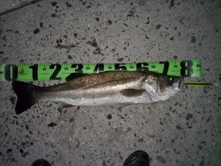 ランカーに1cm足りず…