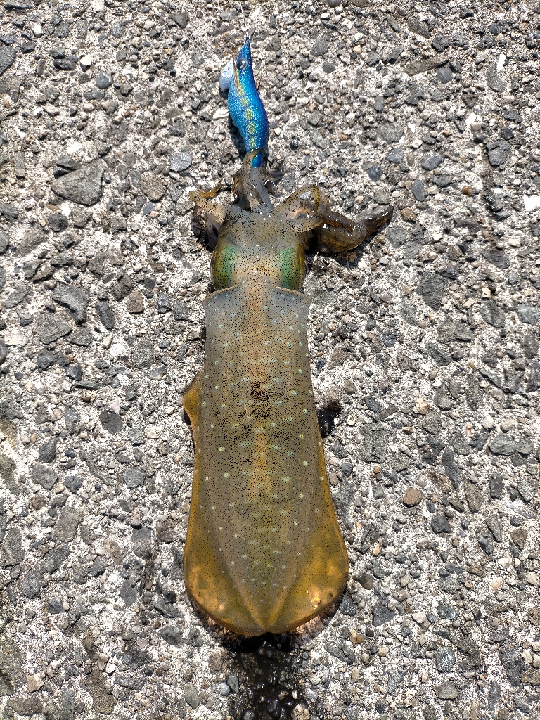 快晴の日は渋め？