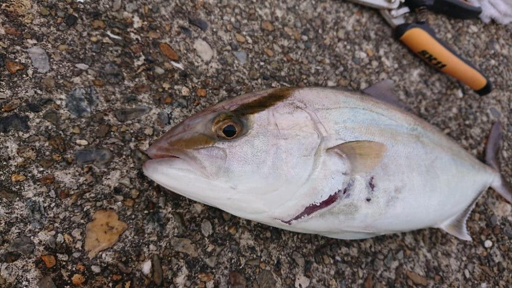 2022播磨遠征初回