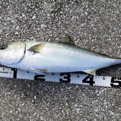 ショアジギングでメジロ