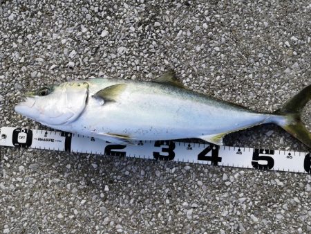 ショアジギングでメジロ