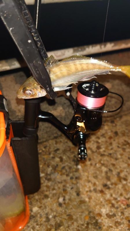 シーバスウヨウヨだ！