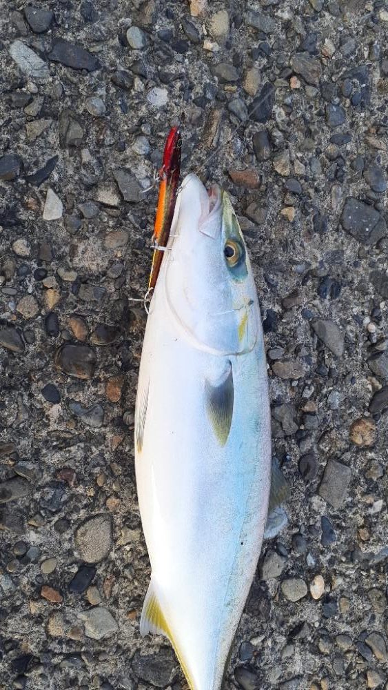 サゴシも結構跳ねてます