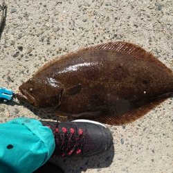 ２年振りのヒラメサイズアップ‼…