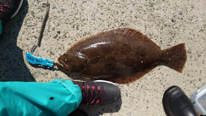 ２年振りのヒラメサイズアップ‼…