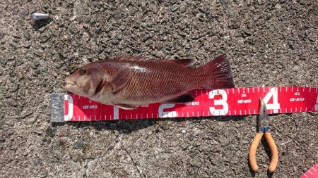 コフダイ釣りゆ