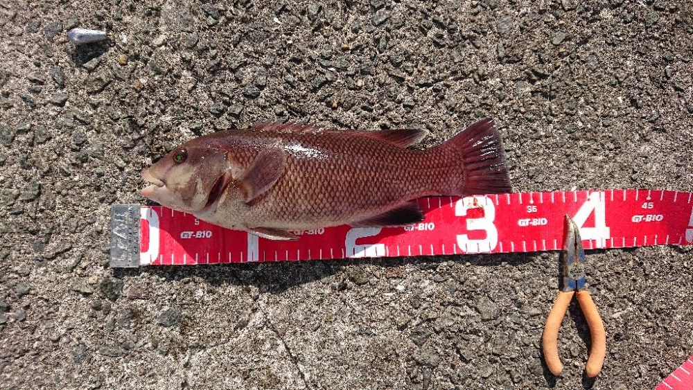 コフダイ釣りゆ