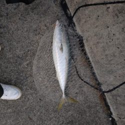 朝マズメ、ド干潮＆潮止まりでの一瞬