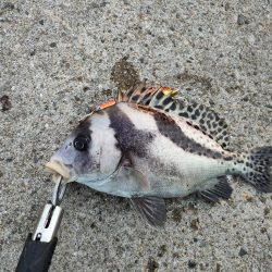 青物狙いでどちら様ですか！？