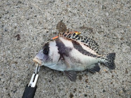 青物狙いでどちら様ですか！？