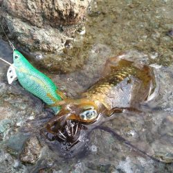 秋イカ開幕サイズゲット