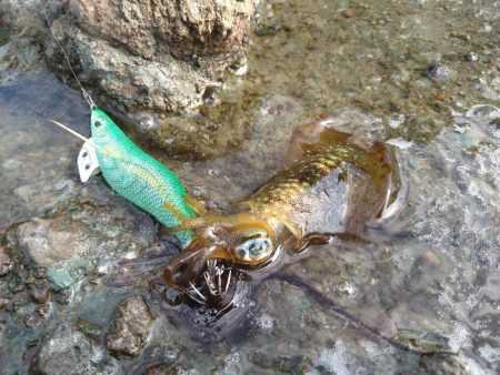 秋イカ開幕サイズゲット