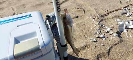 キス釣り　遠征