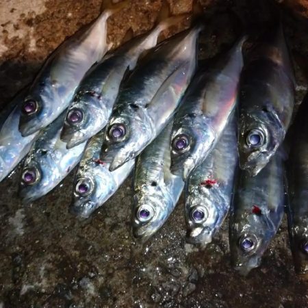 姫アジチャレンジ