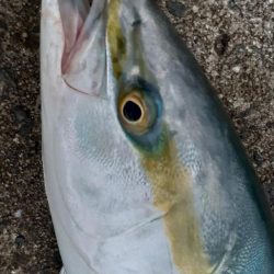 ハマチ～メジロ、サゴシもちらほら