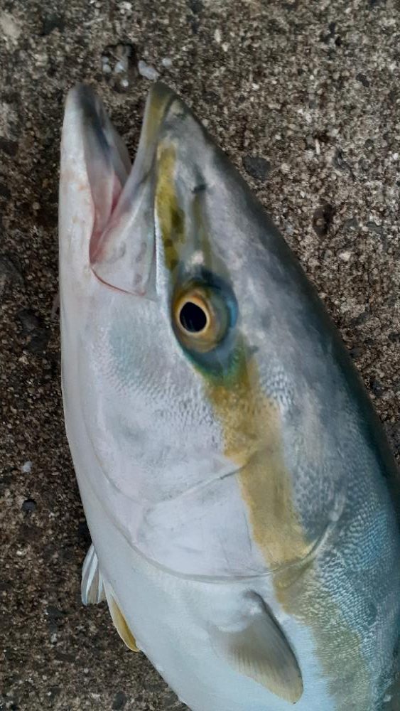 ハマチ~メジロ、サゴシもちらほら