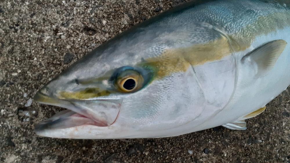 ハマチ～メジロ、サゴシもちらほら